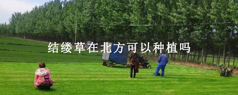 结缕草在北方可以种植吗
