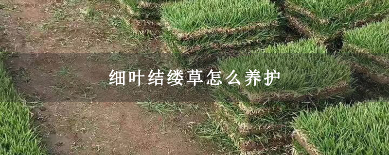 细叶结缕草怎么养护
