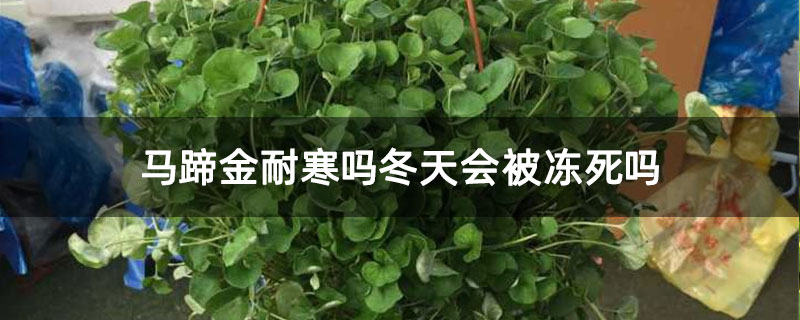 马蹄金耐寒吗冬天会被冻死吗 马蹄金耐寒吗冬天会被冻死吗