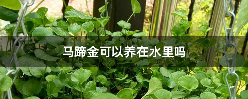 马蹄金可以养在水里吗