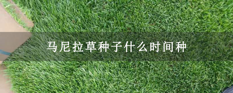 马尼拉草种子什么时间种