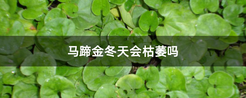 马蹄金冬天会枯萎吗