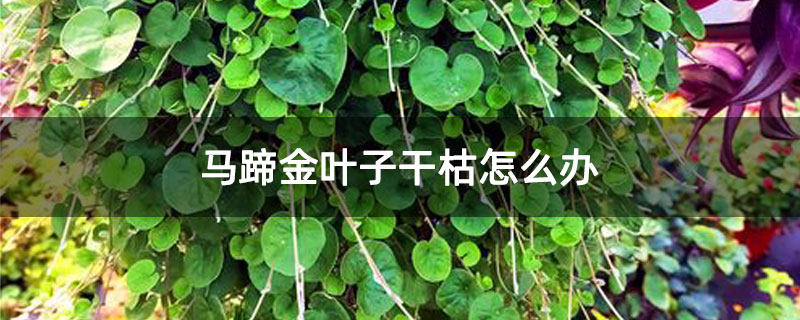 马蹄金叶子干枯怎么办