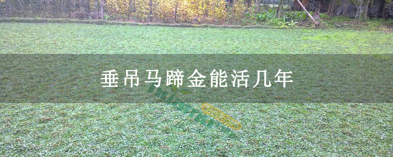 垂吊马蹄金能活几年