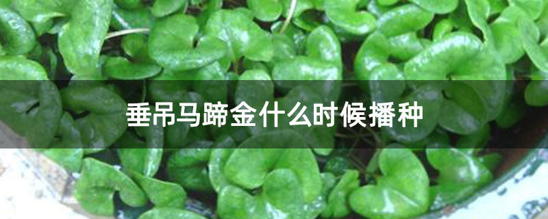 垂吊马蹄金什么时候播种