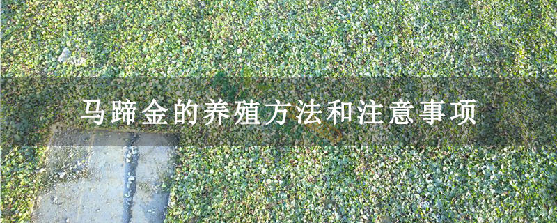 马蹄金的养殖方法和注意事项