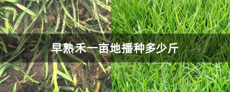 早熟禾一亩地播种多少斤
