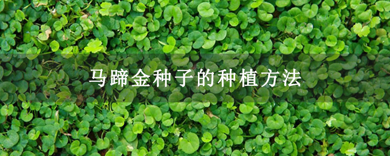 马蹄金种子的种植方法