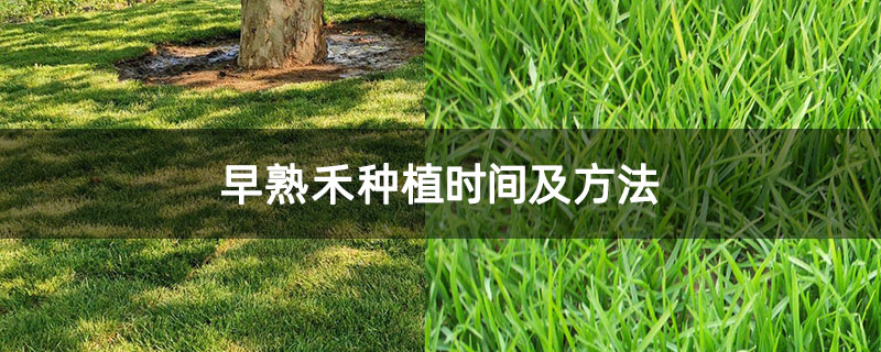 早熟禾种植时间及方法