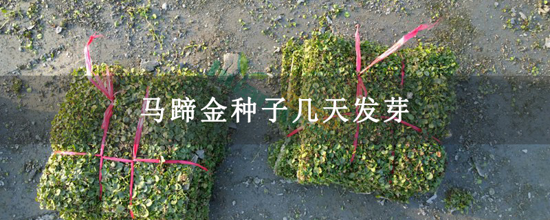 马蹄金种子几天发芽