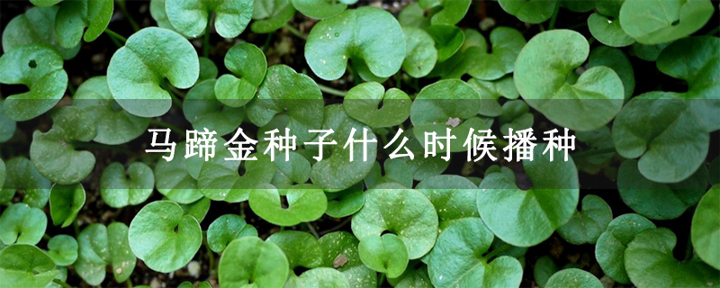 马蹄金种子什么时候播种