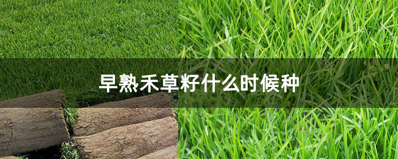 早熟禾草籽什么时候种