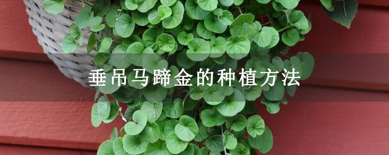 垂吊马蹄金的种植方法
