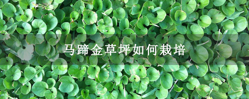 马蹄金草坪如何栽培