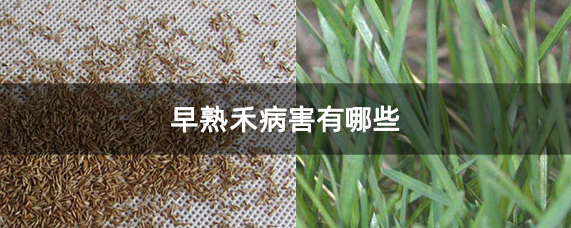 早熟禾病害有哪些