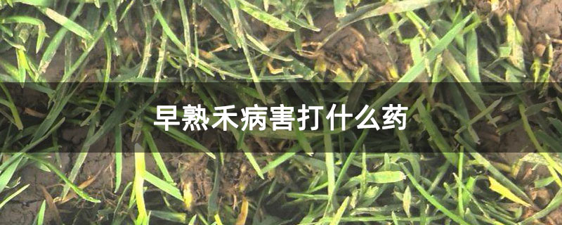 早熟禾病害打什么药