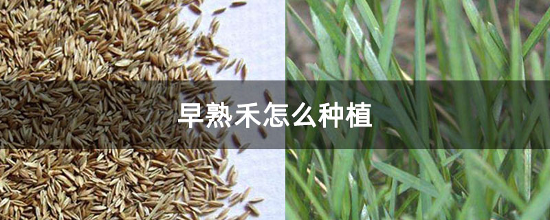 早熟禾怎么种植