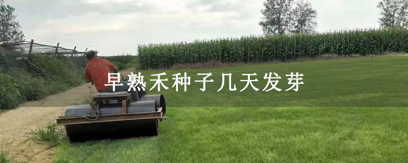 早熟禾种子几天发芽