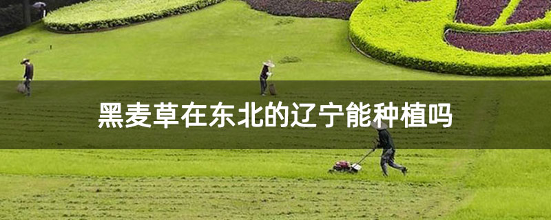 黑麦草在东北的辽宁能种植吗 黑麦草在东北的辽宁能种植吗