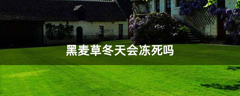 黑麦草冬天会冻死吗