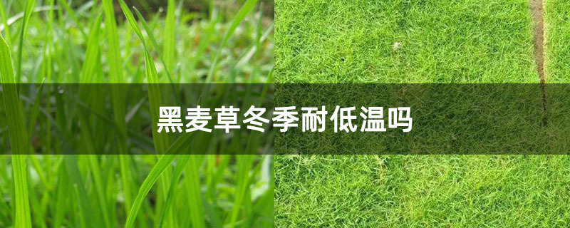 黑麦草冬季耐低温吗
