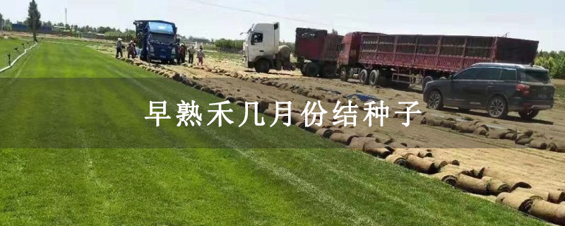 早熟禾几月份结种子