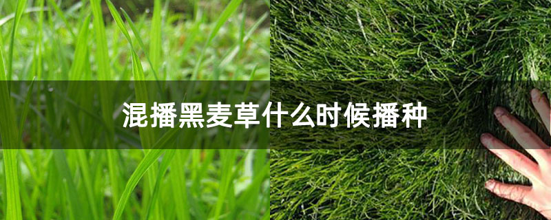混播黑麦草什么时候播种