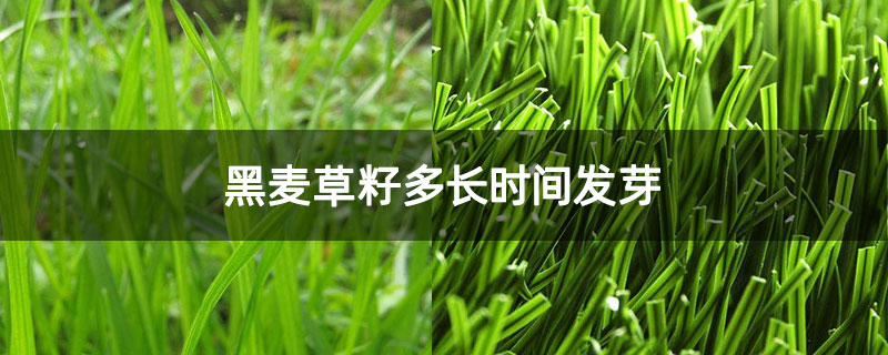 黑麦草籽多长时间发芽 黑麦草籽多长时间发芽
