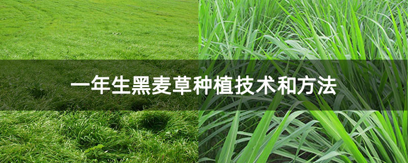 一年生黑麦草种植技术和方法