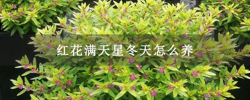 红花满天星冬天怎么养
