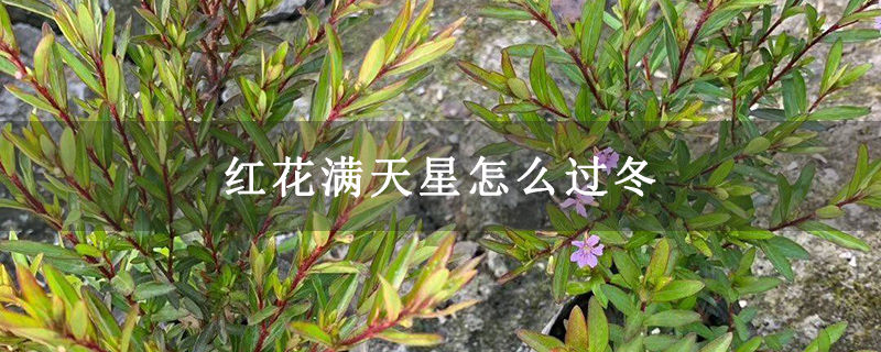 红花满天星怎么过冬