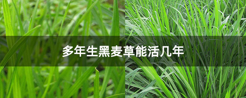 多年生黑麦草能活几年