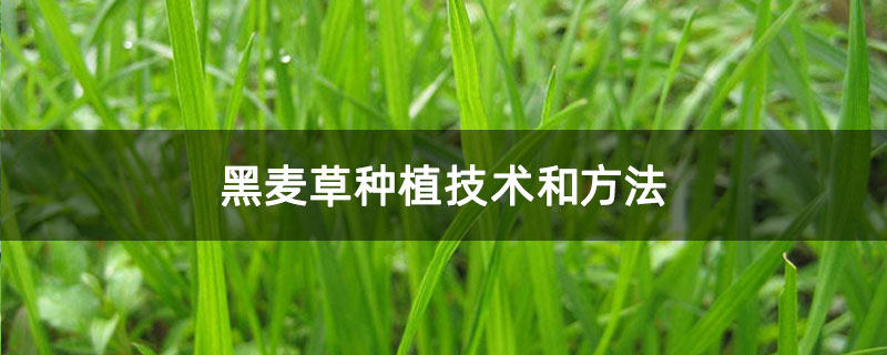 黑麦草种植技术和方法