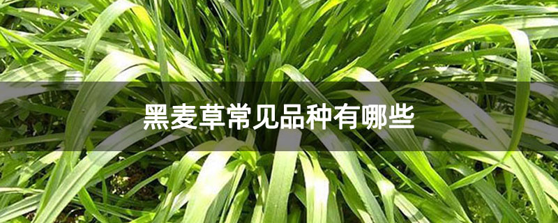 黑麦草常见品种有哪些