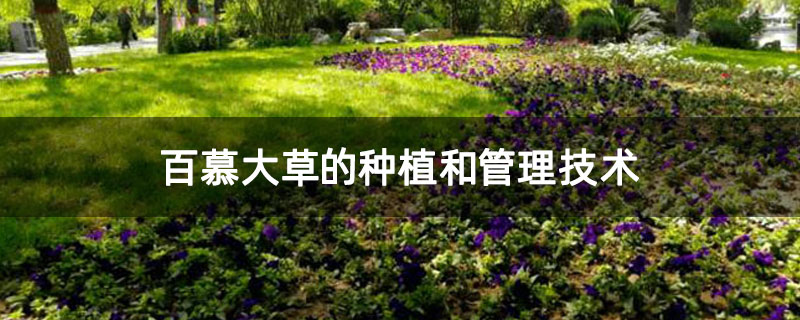 百慕大草的种植和管理技术