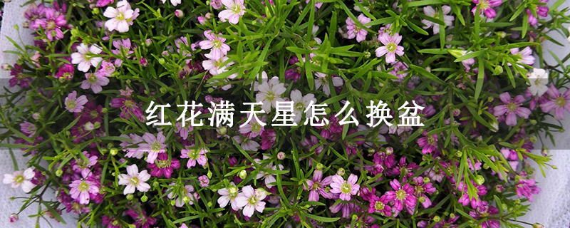 红花满天星怎么换盆