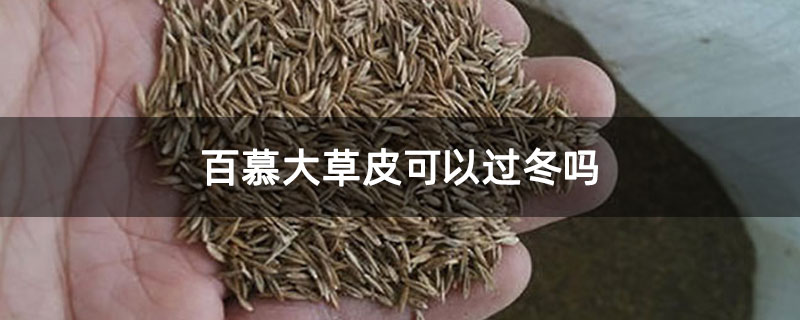 百慕大草皮可以过冬吗