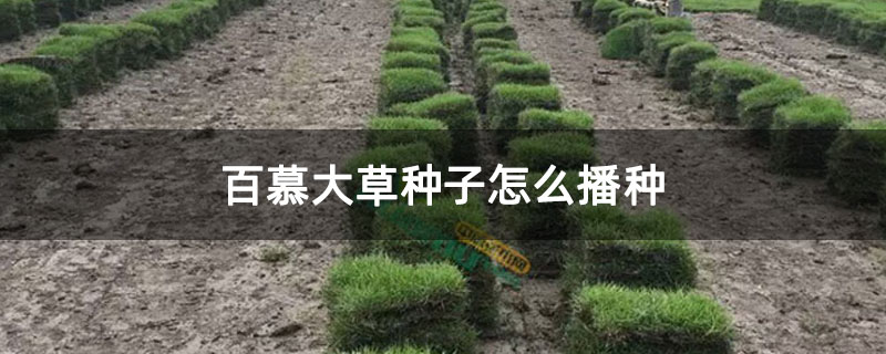 百慕大草种子怎么播种