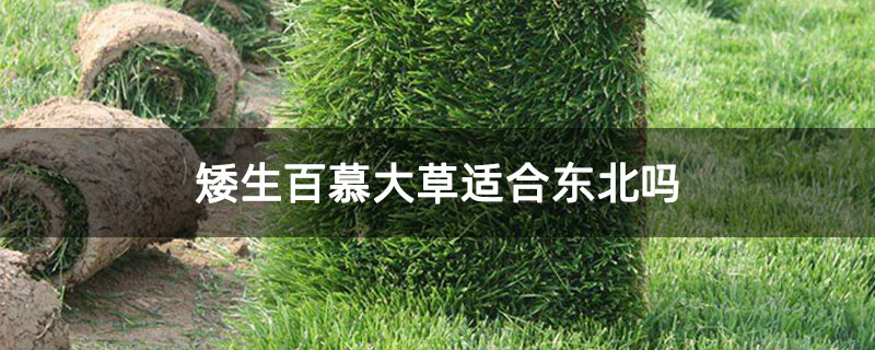 矮生百慕大草适合东北吗
