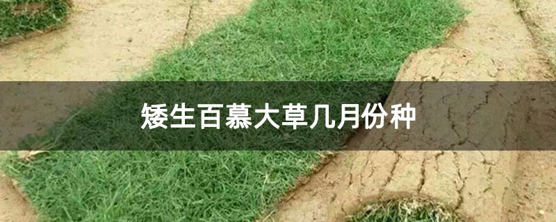 矮生百慕大草几月份种
