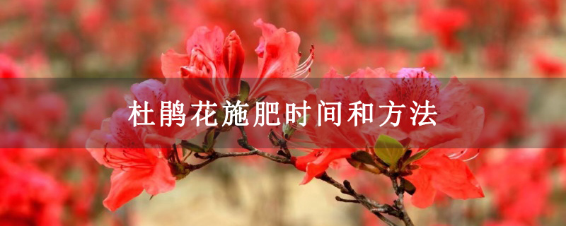 杜鹃花施肥时间和方法