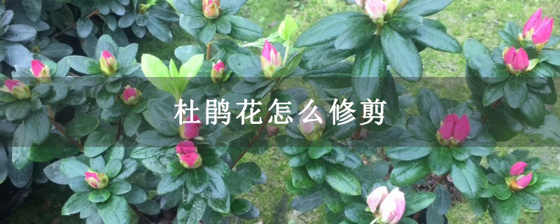 杜鹃花怎么修剪
