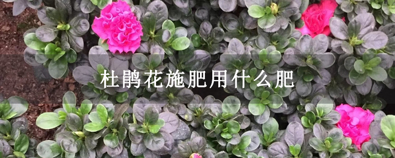 杜鹃花施肥用什么肥