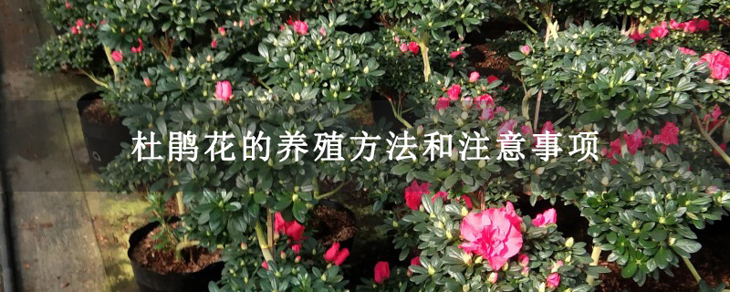杜鹃花的养殖方法和注意事项