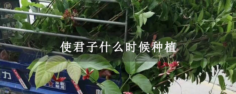 使君子什么时候种植