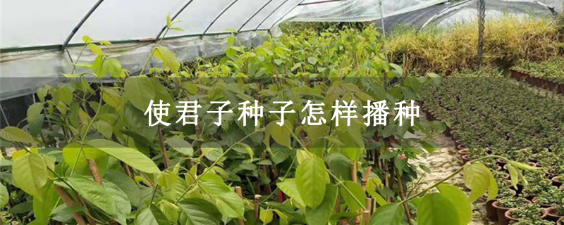 使君子种子怎样播种