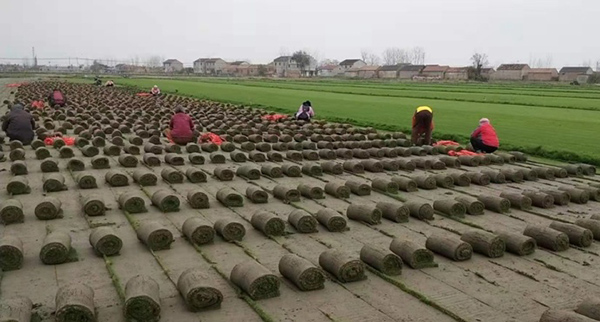 草坪