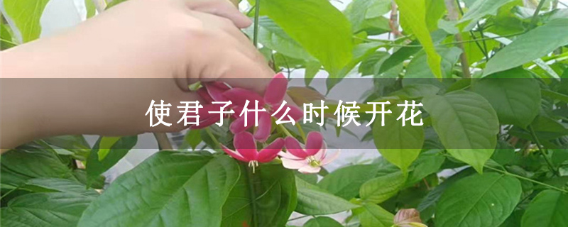 使君子什么时候开花