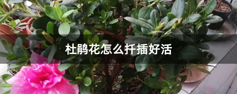 杜鹃花怎么扦插好活