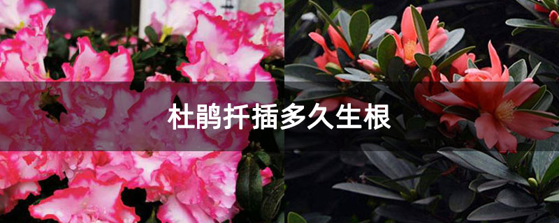 杜鹃扦插多久生根